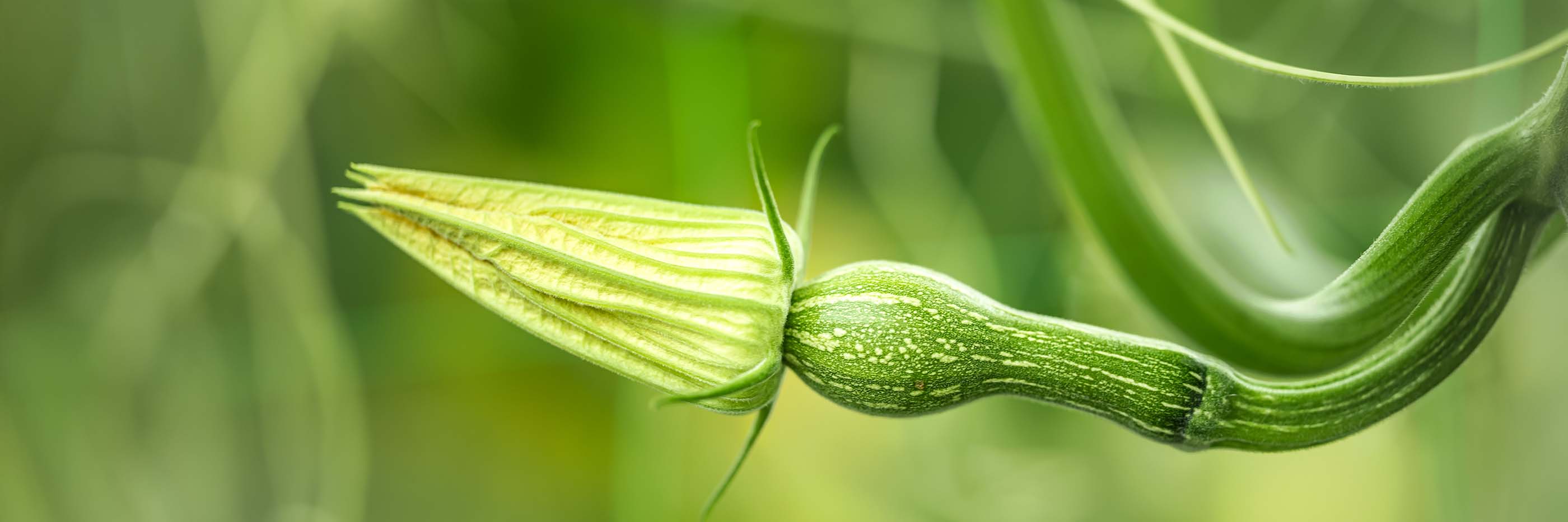 Binu vegetable : Baby butternut