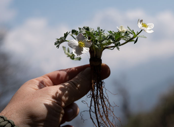 Mother Earth Principles by SPICEHUNTER®