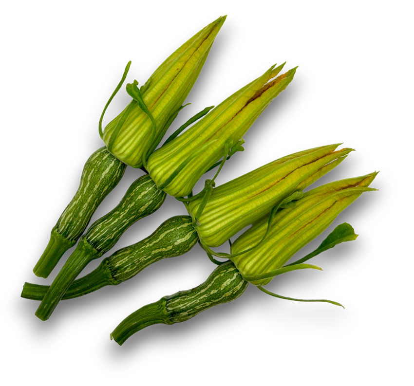 Binu : The baby Butternut